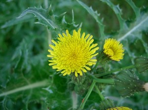 Prickly Sow Thistle