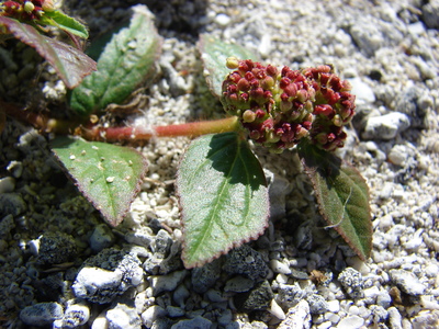 Euphorbia hirta