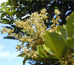 Pulasan