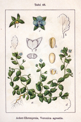 Veronica agrestis