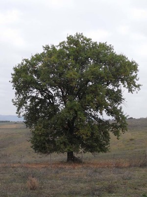 Quercus pubescens