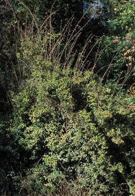 Elaeagnus pungens