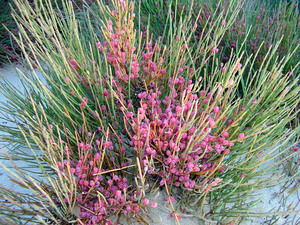 Ephedra fragilis