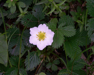 Indian Strawberry