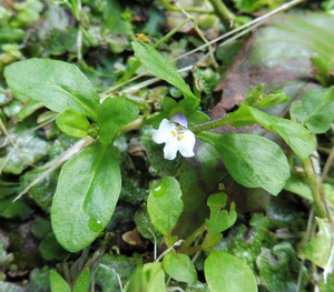 Japanese mazus