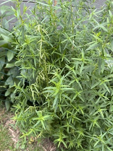 Narrowleaf Mountain Mint