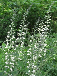 False indigo, white false indigo