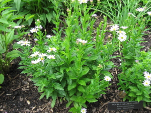 Japanese  Aster