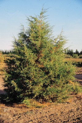 Juniperus scopulorum