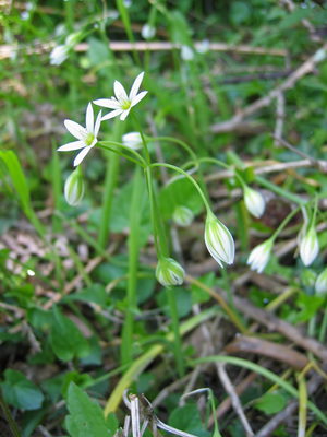 Allium pendulinum