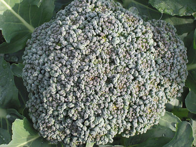 Head of broccoli. Credit to Rasbak, Wikimedia