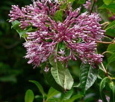 Fuchsia paniculata