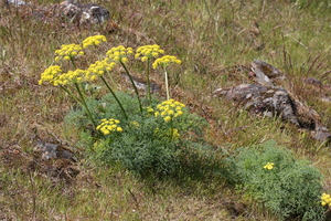 Biscuitroot