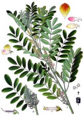 Indigofera suffruticosa