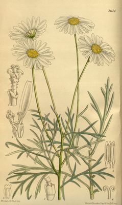 Argyranthemum foeniculaceum