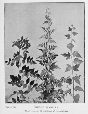 Rubus corchorifolius