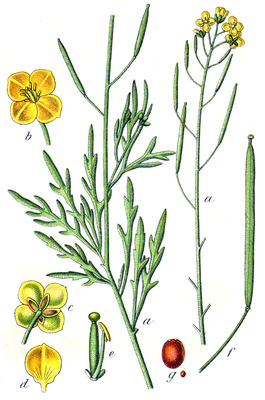 Illustration of the parts of wild arugula