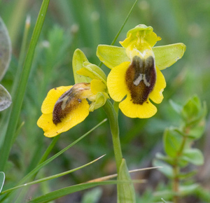 Yellow Bee Orchid