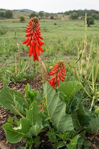 Prickly Cardinal