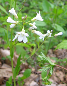 Bulbous Bittercress