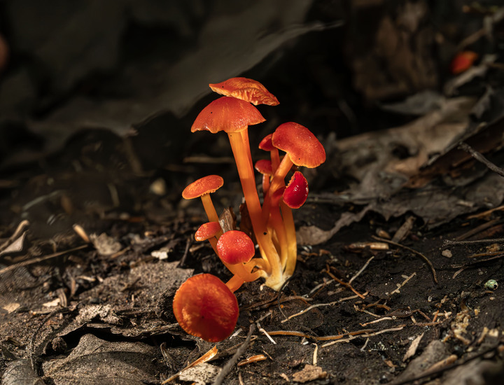 Pleasant observations from a good hike in the White Mountains, New Hampshire, USA:

+ Calligrapher fly (toxomerus)
+ Digging bees (anthophorini)
+ Jack in the pulpit (arisaema triphyllum)
+ Coral tooth fungus 
+ Rock tripe lichen
+ Yellow fairy cups
+ Wolf's milk (lycogala epidendrum)
+ Cucumber root (medeola virginiana)
+ Honey mushrooms
+ Oakmoss
+ Beard lichen
+ Shield lichen
+ Sphagnum moss
+ Waxcaps
+ Bunchberry
+ Marsh St. John's wart
+ White coral fungus
+ Scalycaps(pholiota) 
+ Three-way sedge