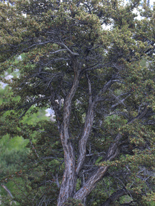 Mountain Mahogany