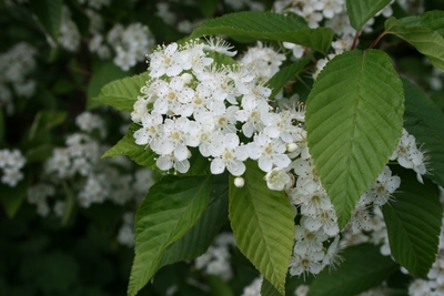 Sorbus alnifolia