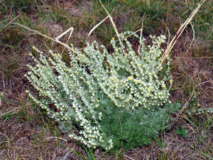 Fringed Wormwood