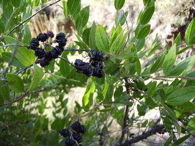 Coriaria myrtifolia