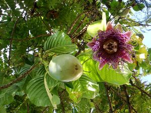 Giant Granadilla