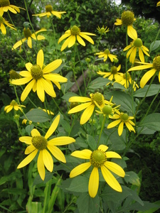 Cone Flower