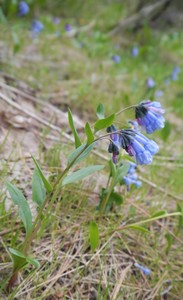 Small bluebells