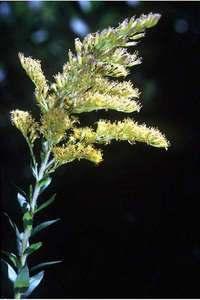 Pine barren goldenrod