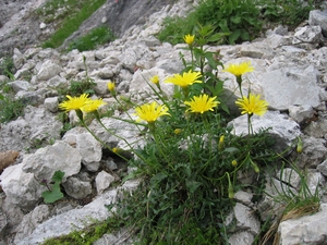 Rough Hawkbit