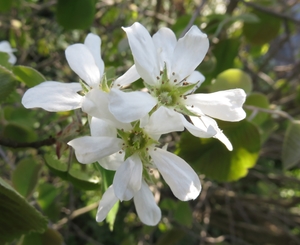 Pacific serviceberry