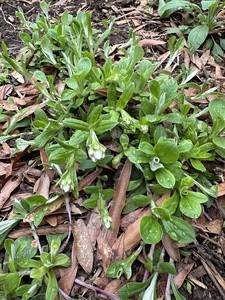 Plantain-leaf Pussytoes