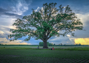 Burr Oak