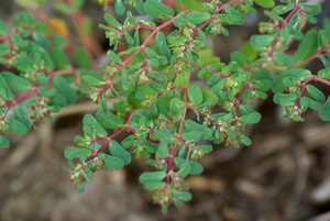 Thymeleaf Sandmat