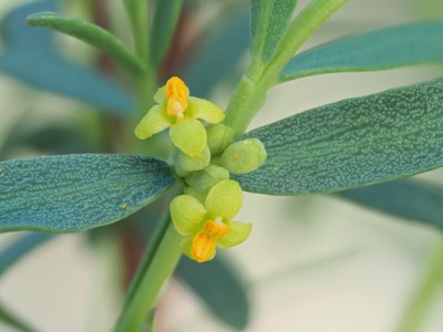 Pimelea pauciflora