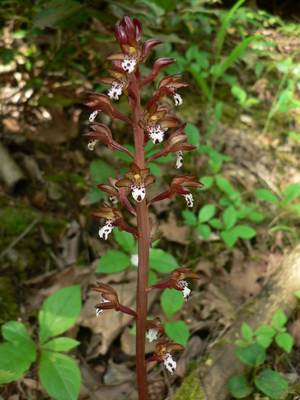 Corallorhiza maculata