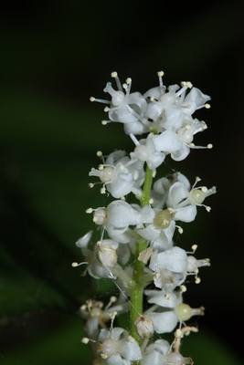 Maianthemum dilatatum