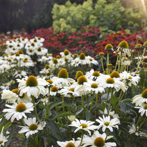 Color Coded® 'The Price is White' Coneflower