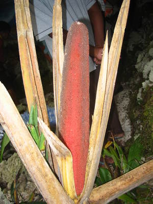 Pandanus conoideus