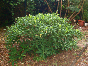 Oriental paperbush