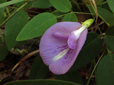 Clitoria mariana