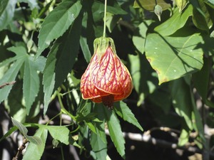 Abutilon