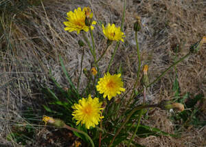 Murnong Yam Daisy