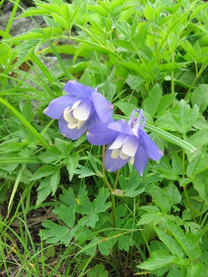 Aquilegia flabellata