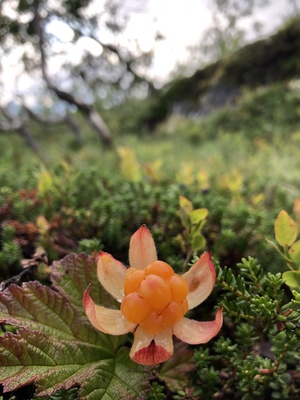 Rubus chamaemorus