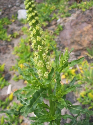 Reseda luteola